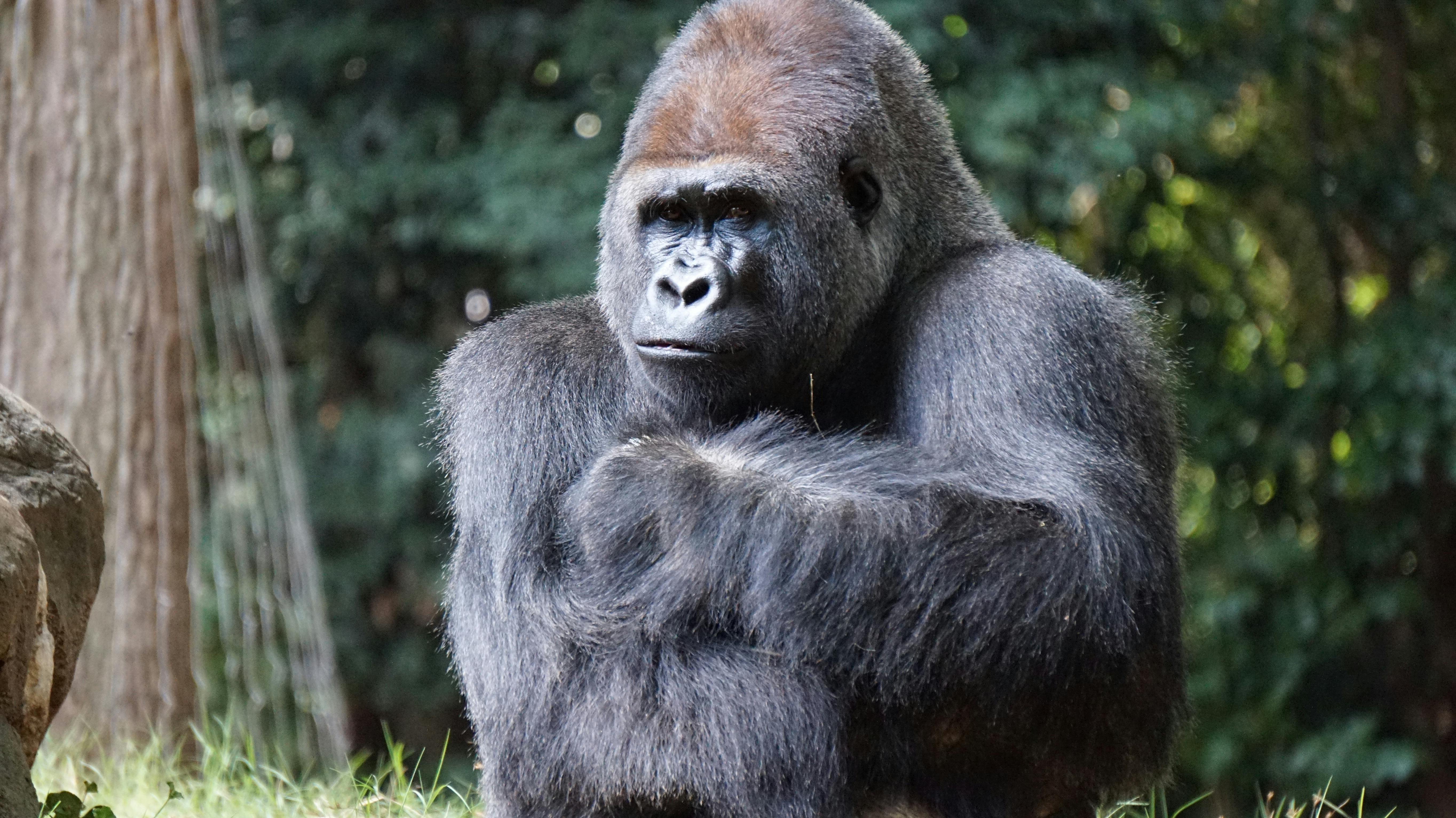 Rwanda tourism destination featuring mountain gorillas and scenic landscapes