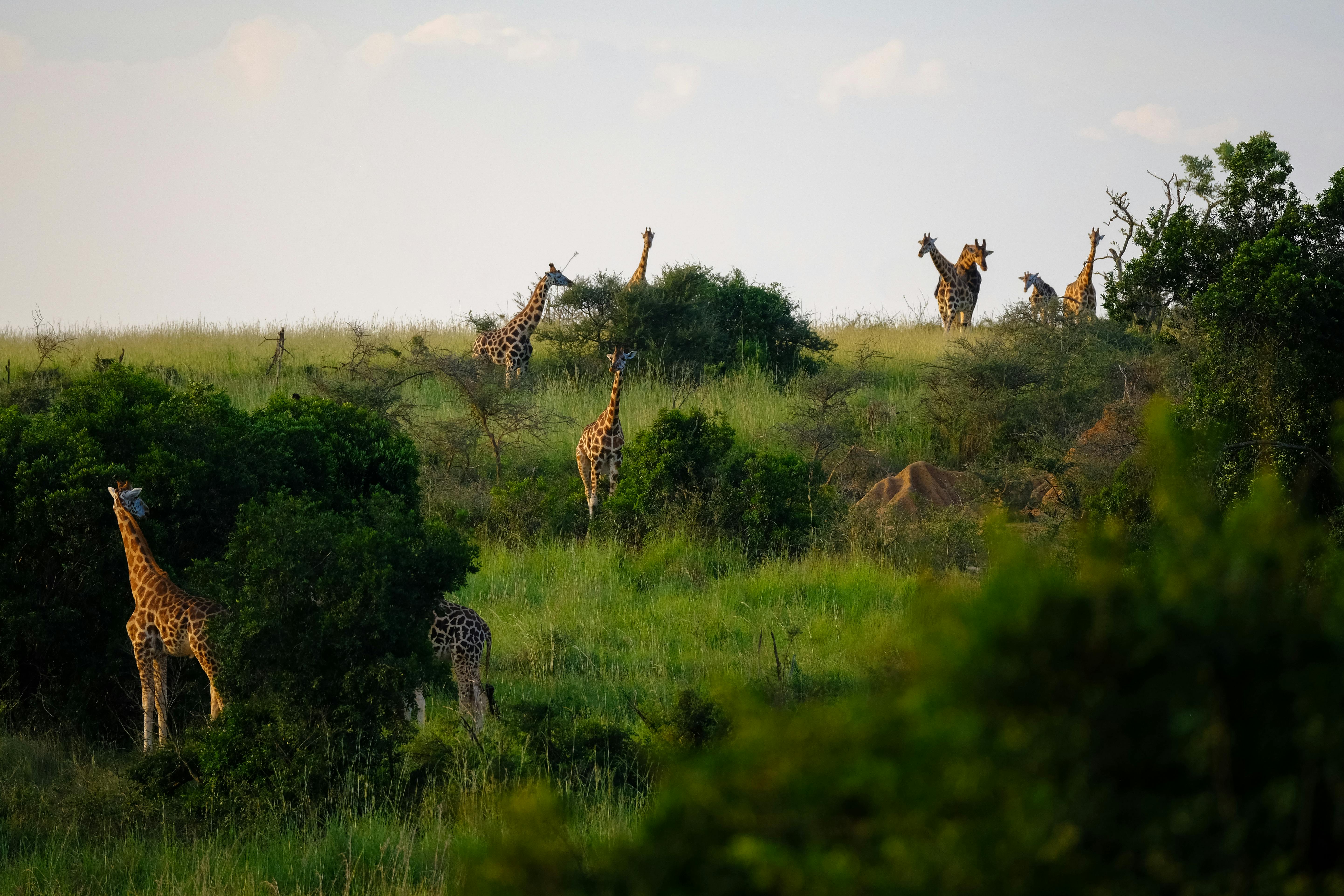 Uganda tourism destination featuring diverse wildlife including gorillas and the Big Five