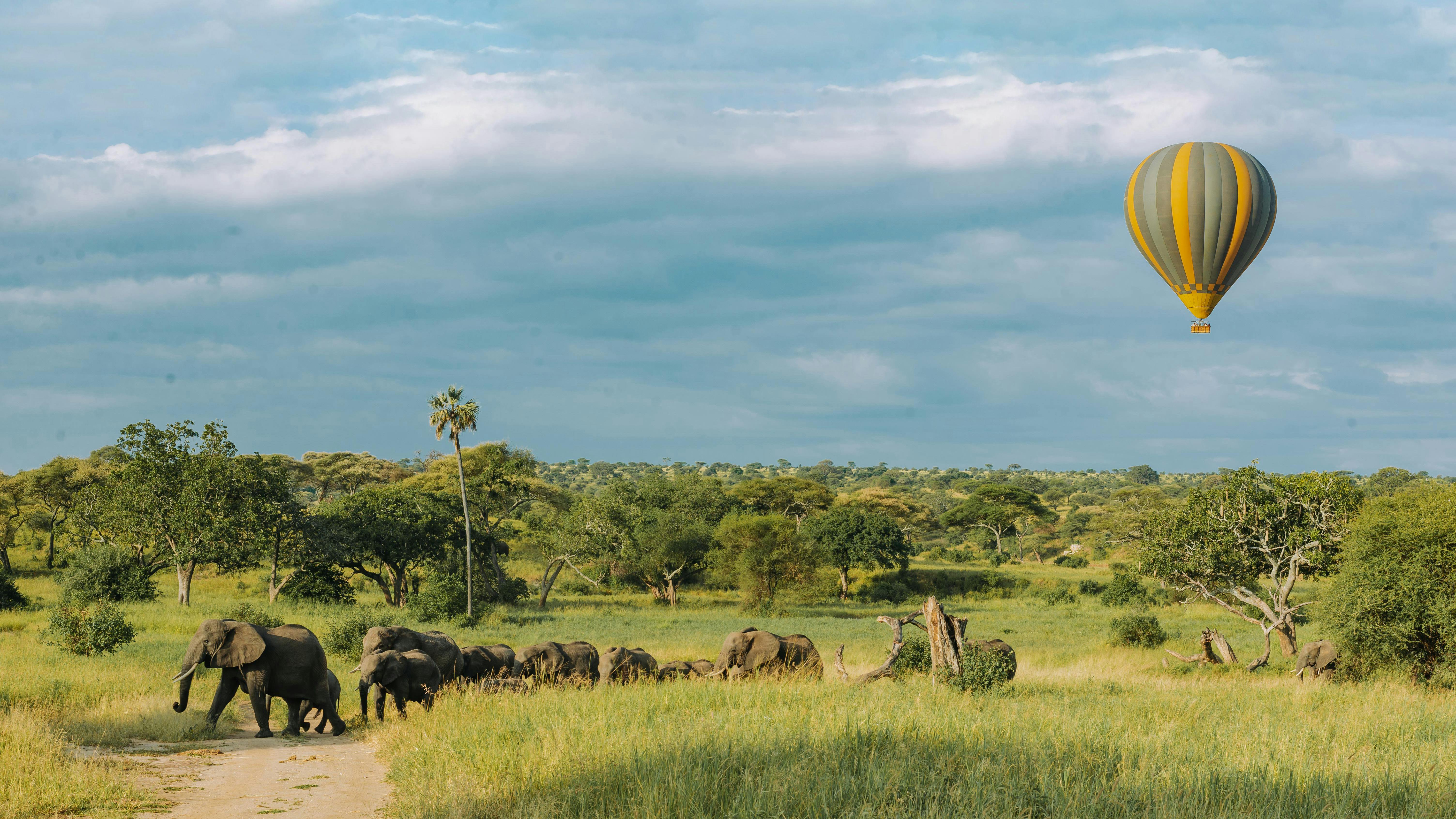 Custom Safari Experience