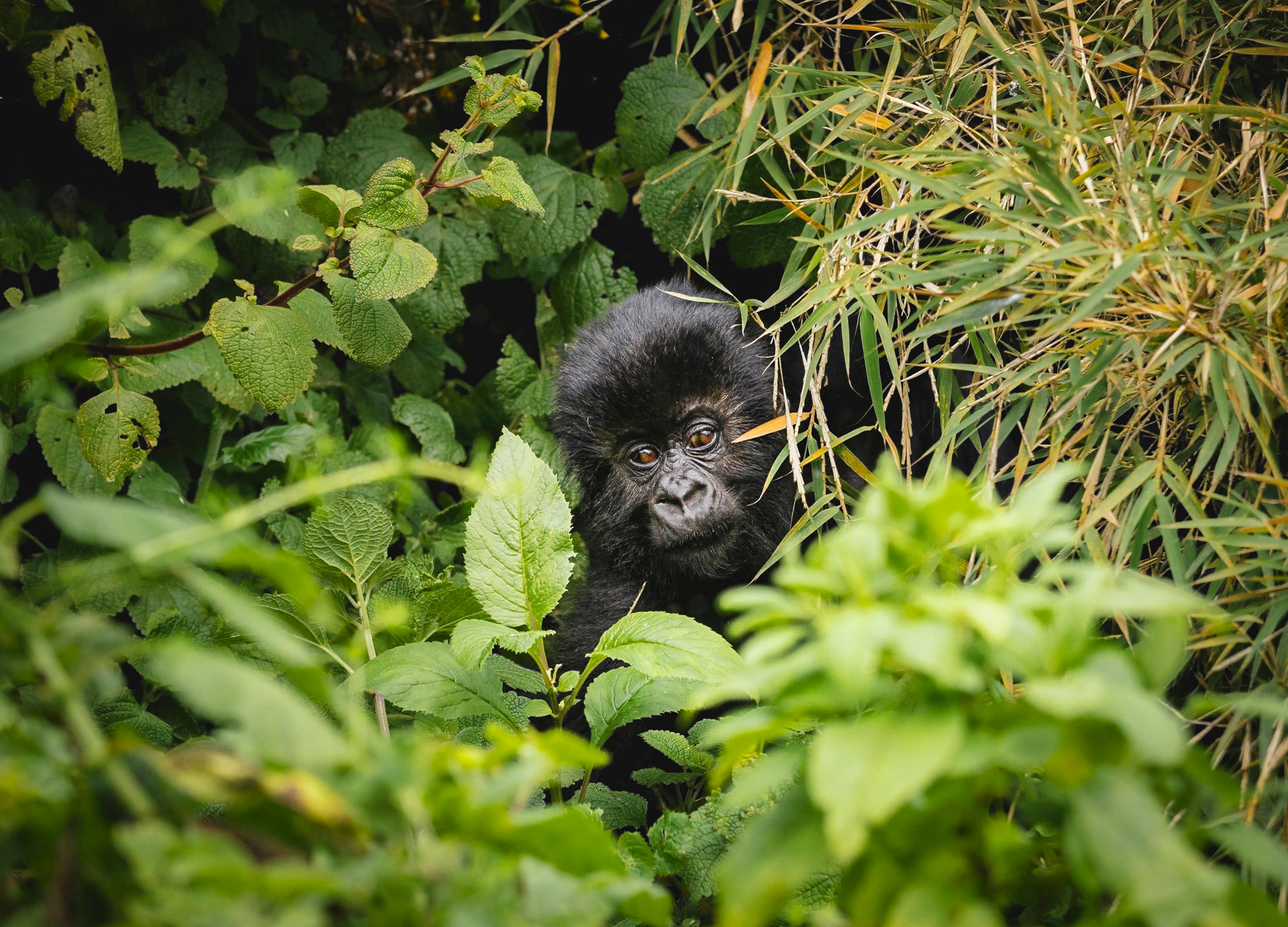 Safari Hero